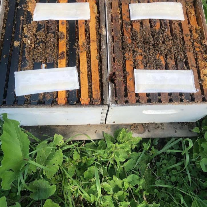 Beehive frames with bees on a natural background