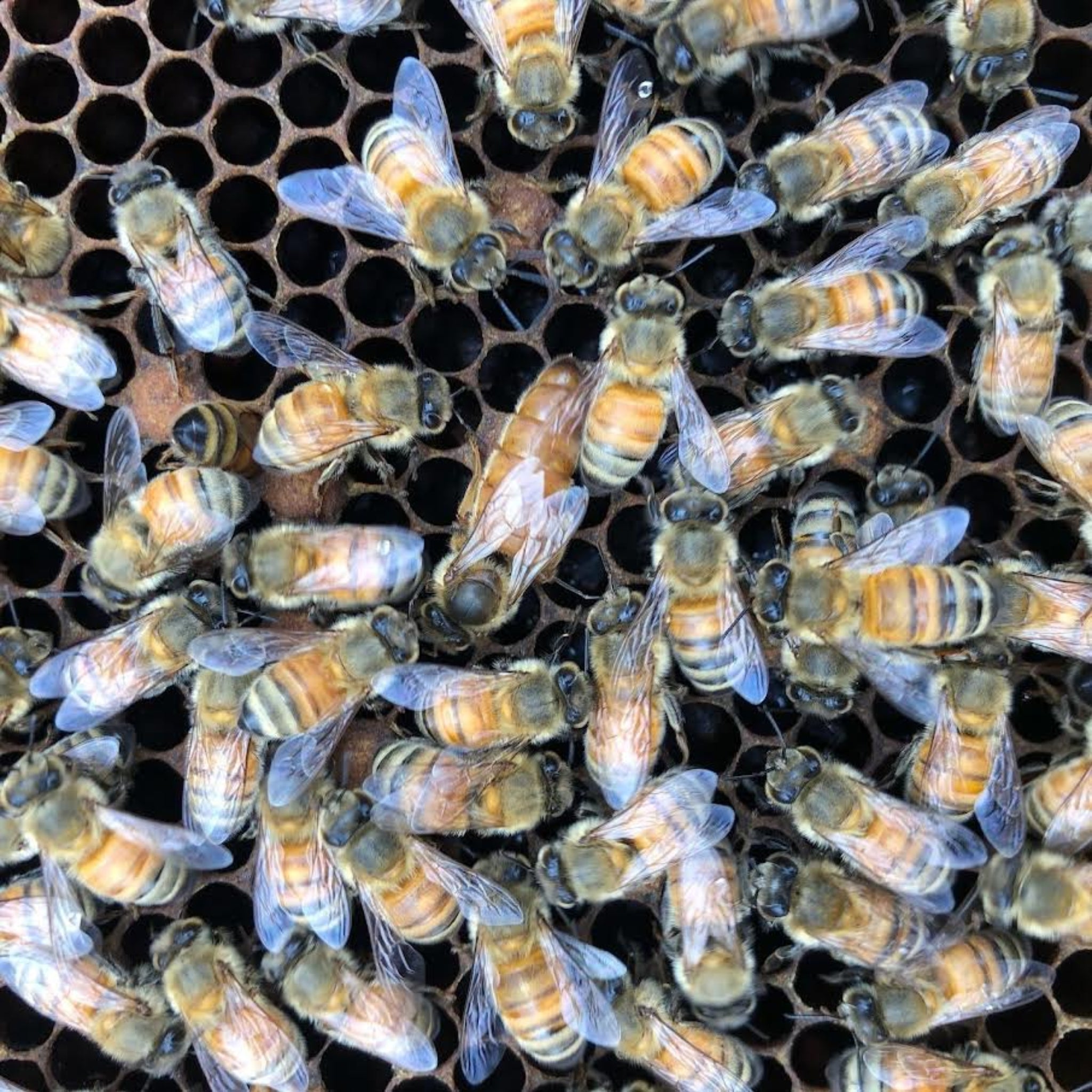 Hive with bees on a honeycomb