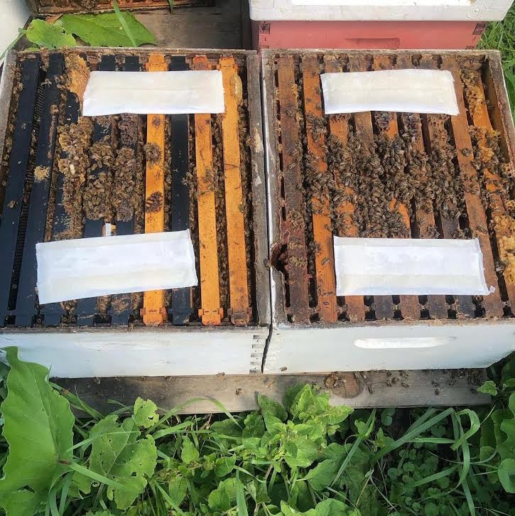Beehive frames with bees on a natural background