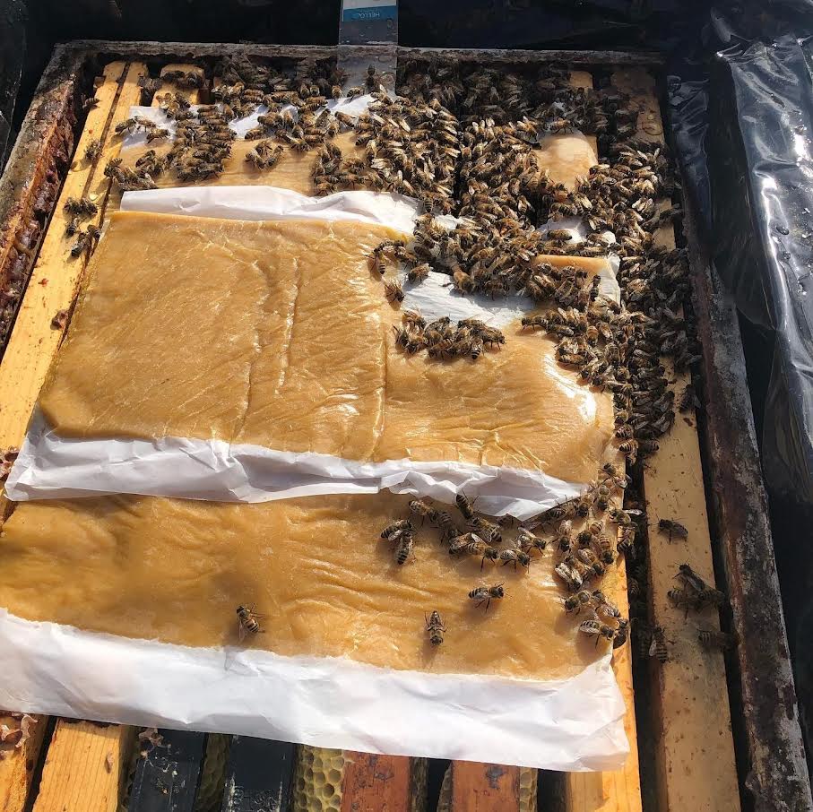 Spring Feed Patties (2 Pack)