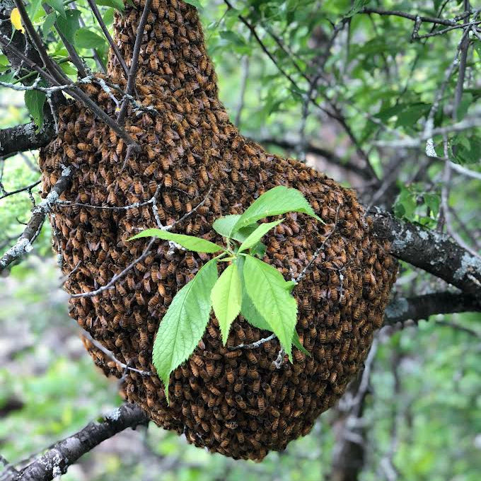 Hansen Honey Farm Gift Card