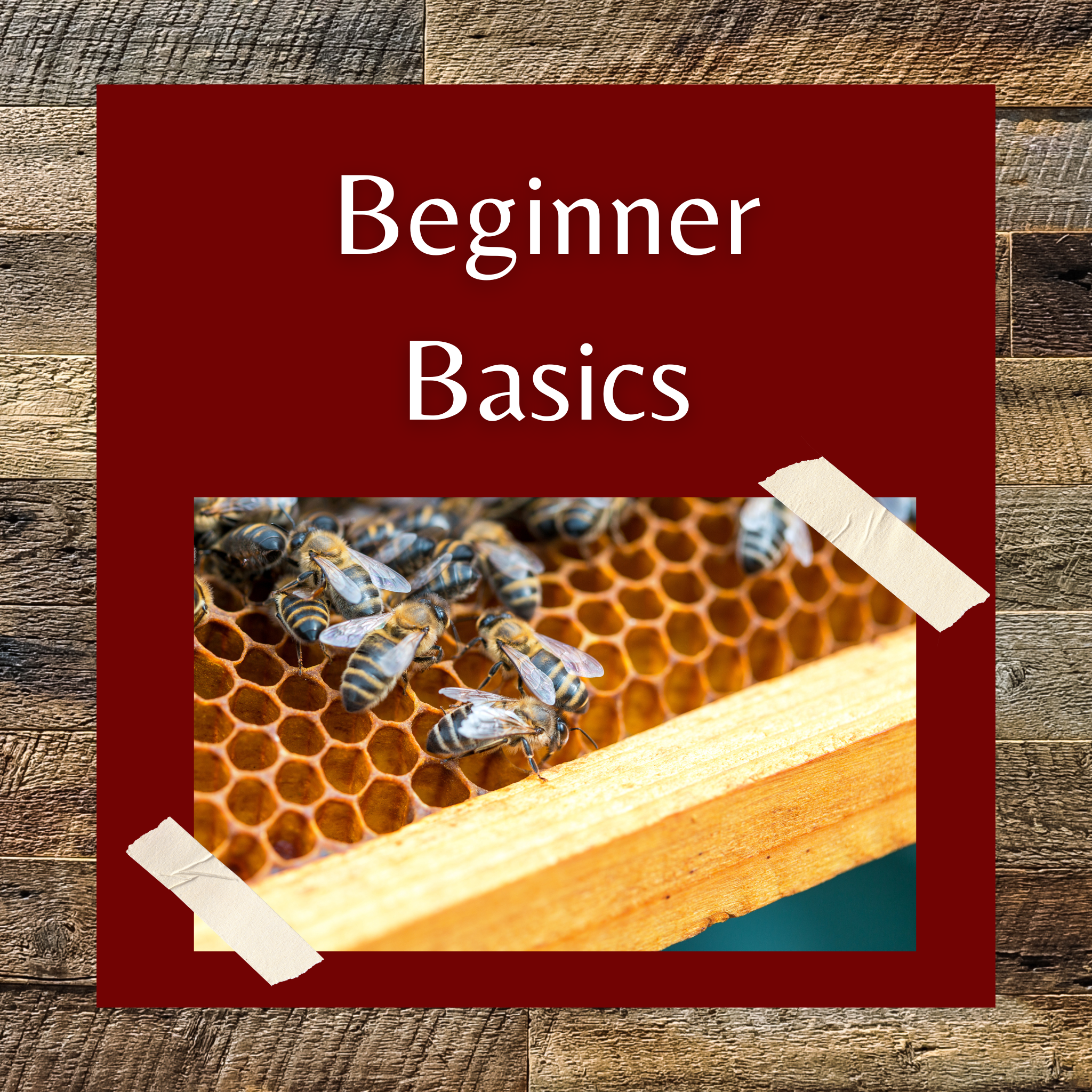 Beginner Basics Class