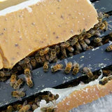 Apis Biologix Patties - 15% Real Pollen