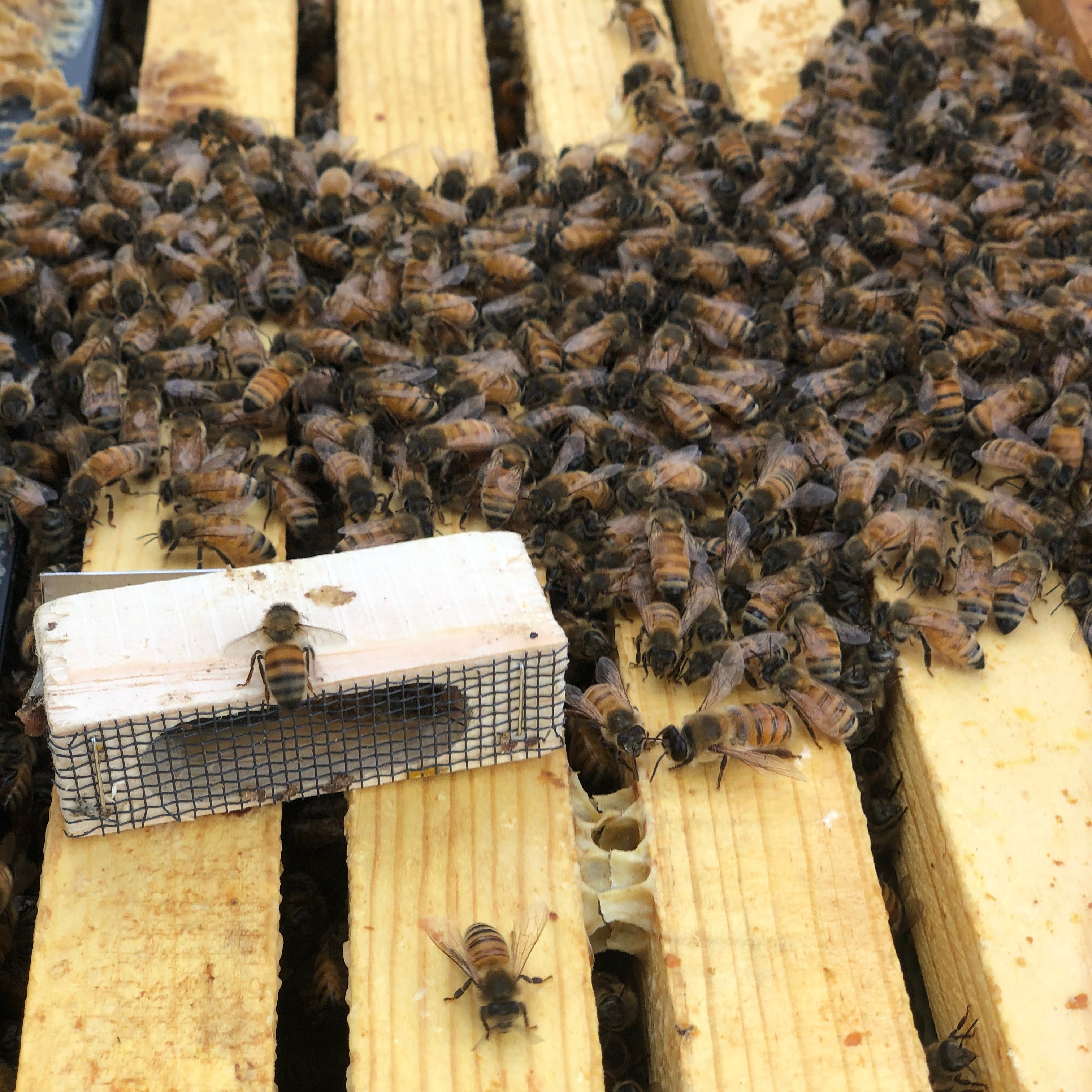 Bees on a wooden beehive frame