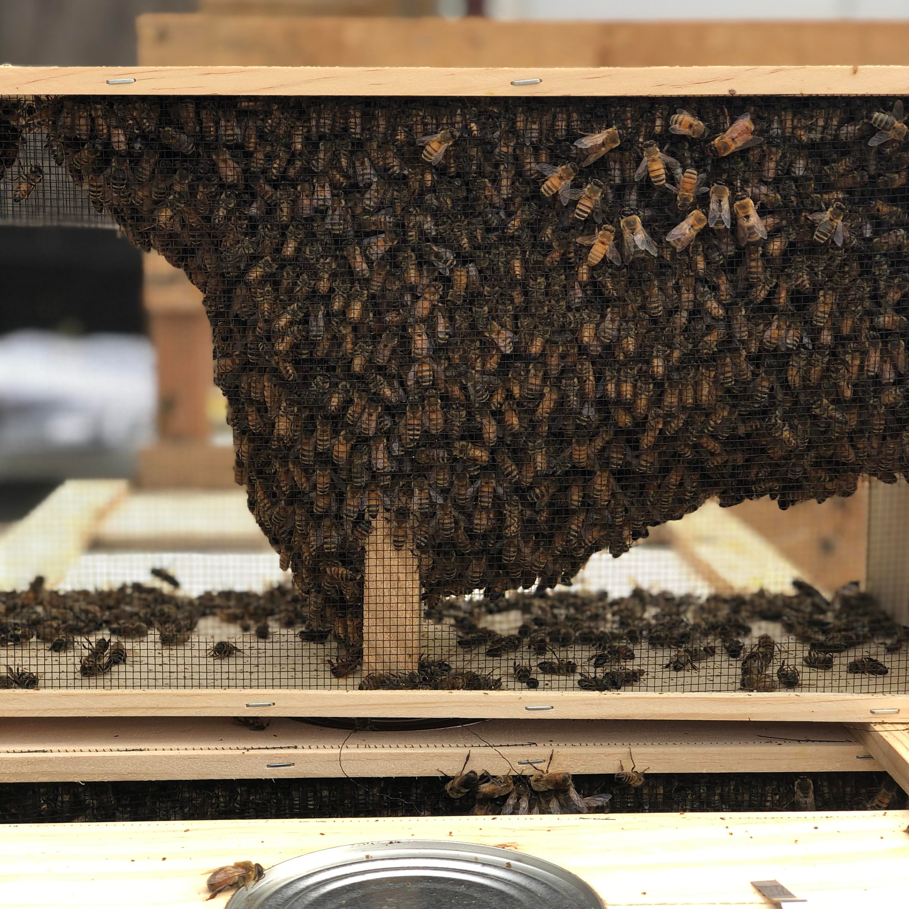 A swarm of honey bees on a honeycomb with a wooden frame, likely part of a beekeeping package.